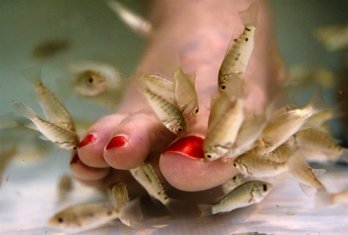 Tracy Roberts, 33, of Rockville, Md. has her toes nibbled on by a type of carp called garra rufa, or doctor fish, during a fish pedicure treatment at Yvonne Hair and Nails salon in Alexandria, Va. on Thursday July 17, 2008. (AP Photo/Jacquelyn Martin) ORG XMIT: VAJM101