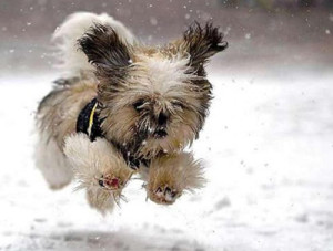 065 Doggy-Winter-Running